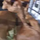 تيوس دهم لباني من انتاج مراحي للبيع