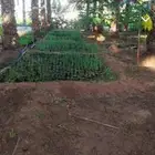 شتلات اشجار برية