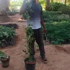 توت البلاك بيري او توت العليق