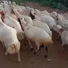 اعرض لكم ضأن رفيديات دفيع وقرايب مشاء الله تبارك الله