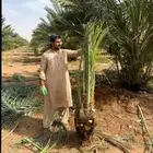 يوجد لدينا جميع انواع النخيل لتواصل