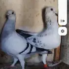 حمام شامي منتج