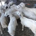 خرفان و رخال