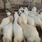 اعرض لكم ضأن دفيع وقرايب ومولدات