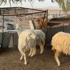 غنم طيبة مع فحلها