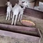 تيس وثنتين جفار