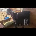 عنز عارضيه صنف تحتها تيس
