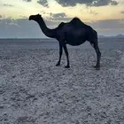 ناقه اللبيع