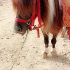 تاجير سياسي وخيول.حفلات.واعياد ميلاد.وركوب داخل الاسطبل.