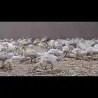 بط بكيني صوص صيصان
