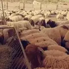 ذبايح ابو عبدلله