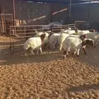 هرفي نعيم