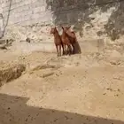تيوس جم فحول للبيع