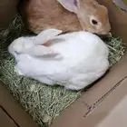 زوج أرانب ( تم البيع )