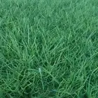 ثيل درجه اولى مزارع الخرج توفير شحن كل المناطق