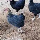 دجاج بلدي