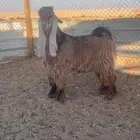 تيس اصفر عارضي