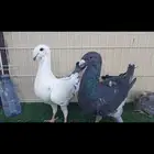 جوز هومر بفرخه