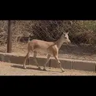 (تم البيع )هجين وعل فاخر