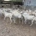 معزا جنوبيه من 320 ريال