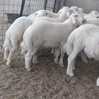 ذبايح الثلاجة والمناسبات مع التغليف والتوصيل