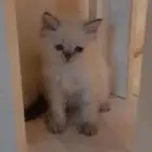 انتي للبيع عمرها شهر واسبوعين مرحه لعوبه نظيه