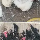 بيض بلدي مخصب جميع الالوان