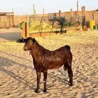 فحل محايلي أدهم ثني شي فاخر تم البيع