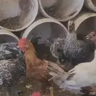 للبيع ديوك عمر من 4 الى 5 شهور