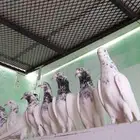 حمام باكستاني تيدي سخي