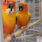 بغبغاء صن كنيور