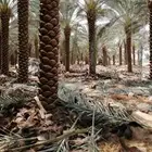 يوجد لدينا جميع انواع النخيل المثمر وزينه