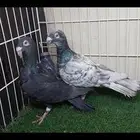 مراسيل اوبل (تم البيع)