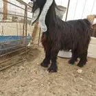 تيس عارضي للبيع