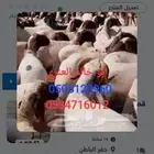 قصاص غنم مكينه شغل نظيف بإذن الله غسيل قبل الجز
