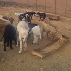 رومانيات مهجن من نجدي ثمانية مع عيالها