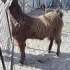 تيس فحل قبرصي