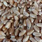 للبيع قمح.بر بلدي