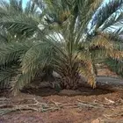 مزرعة للإجار