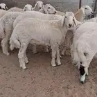 ذبائح ثلاجة وطبخ مع التوصيل