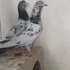 تيدي نوادر انتاج سخي