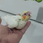 كروان لاتينو عيون حمر