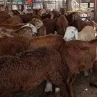 ذبايح ثلاجة وطبخ مع التوصيل إلى باب البيت