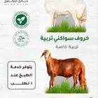 ذبيحتك لبيتك مع التغليف والتوصيل وطبخ مع التوصيل