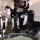 بهم عوارض للبيع