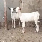 معزا جفار ثنايا غير مضاريب
