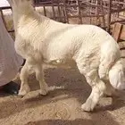 ذبايح الثلاجة والمناسبات وتجهيزولائم وعشوات