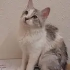 قطة شيرازي للتبني (مجانا)