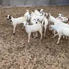 تيوس وجفار بيشيه بلدي للبيع