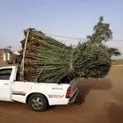 يوجد لدينا جميع انواع النخيل